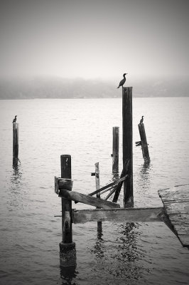 Cormorants, Tomales Bay