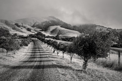 Olive Tree-lined Drive, Stubbs Vineyard