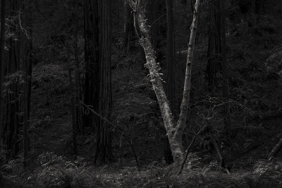 Muir Woods No. 25