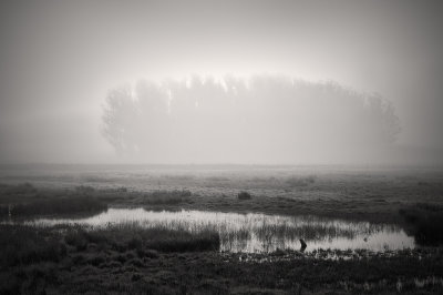 Marshy Field, Petaluma