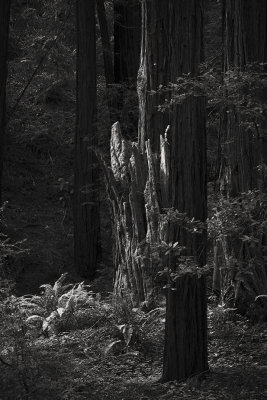 Muir Woods No. 44