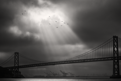 Pelicans over San Francisco Bay