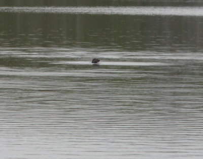 the otter 