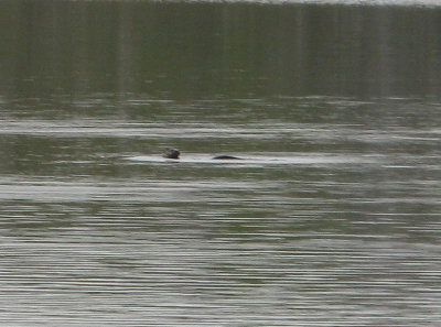 Lying on his back eating a trout