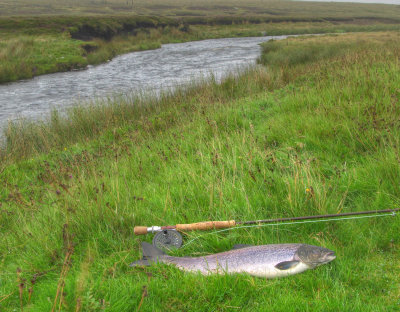 salmon1.jpg