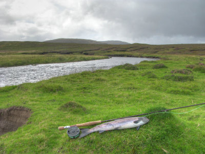 salmon2.jpg