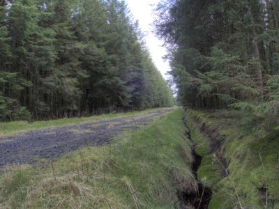 grass-track.jpg