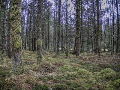 in-the-woods.jpg