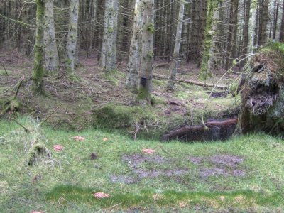 trail-camera.jpg