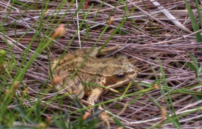 frog.jpg