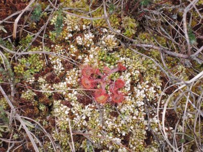 flesh-eating-plant.jpg