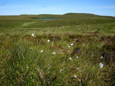 bog-cotton.jpg