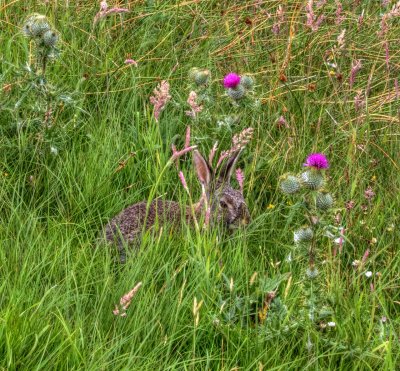 scottish-rabbit.jpg
