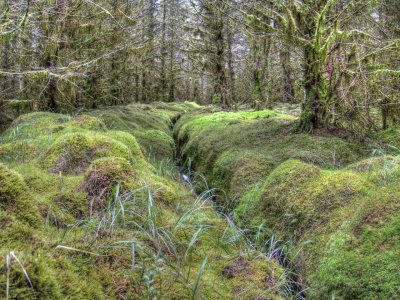 bryophytes.jpg