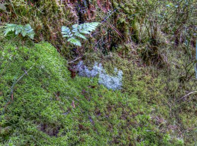lichen.jpg