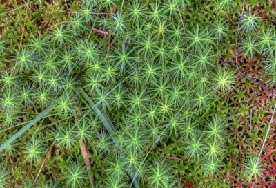 polytrichum-above.jpg