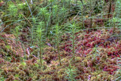 polytrichum.jpg