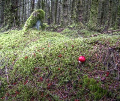 shroom.jpg