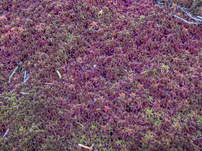 sphagnum-close.jpg