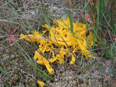 fungus.jpg