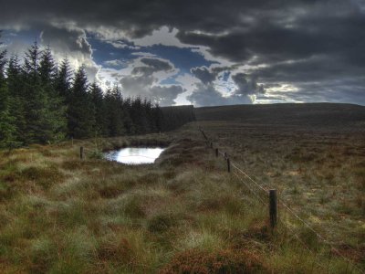 forest-edge.jpg