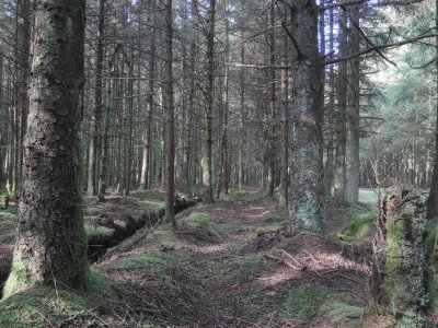 forest.jpg