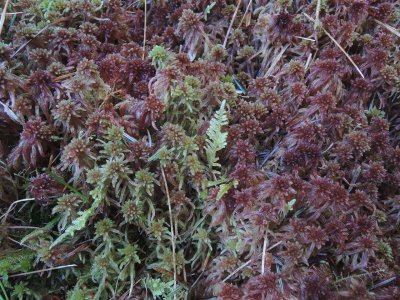 sphagnum3.jpg