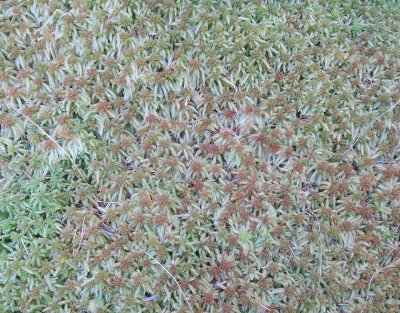 sphagnum4.jpg