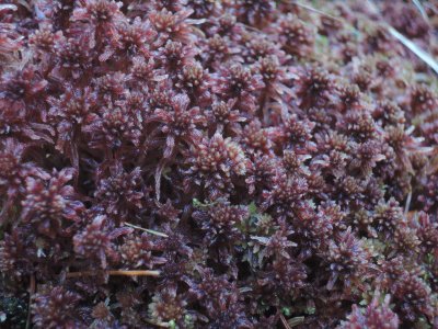 red-sphagnum.jpg