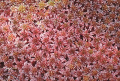 0523-capillifolium.jpg