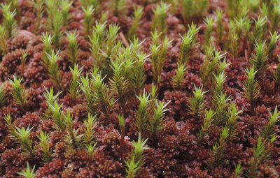 0523-moss-and-cap.jpg