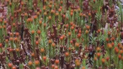 0523-moss.jpg