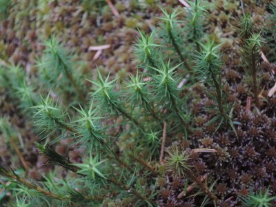 0517-bryophytes.jpg