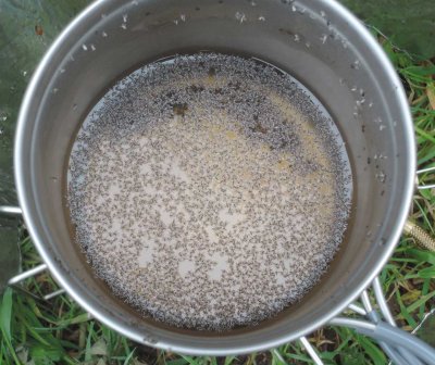 0626-pot-midge.jpg
