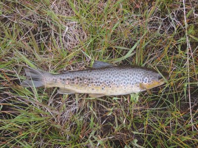 0822-trout.jpg