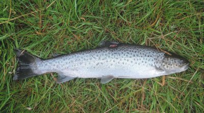 sea-trout.jpg