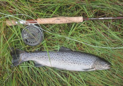0827-sea-trout.jpg