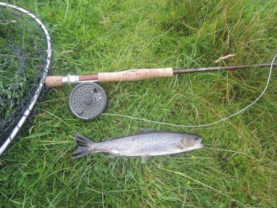 0828-fish.jpg