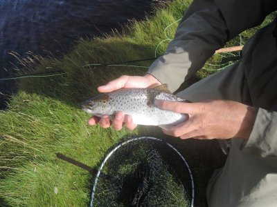 0916-3rd-fish-bird-damage.jpg