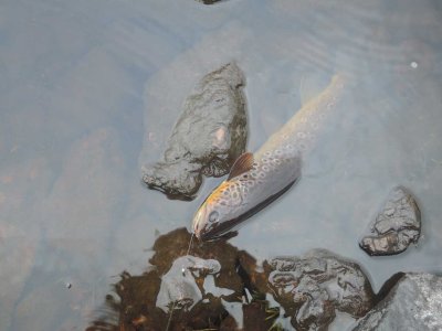 0922-fish.jpg