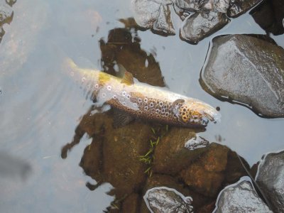 0922-fish1.jpg