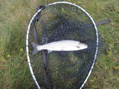sea-trout.jpg