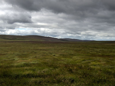 0813-molinia.jpg