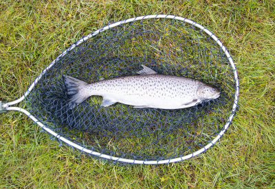 1509-sea-trout-net.jpg