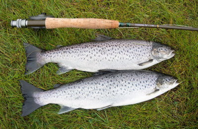 1509-sea-trout.jpg