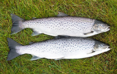 two-sea-trout.jpg
