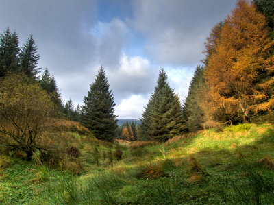 1031-clearing.jpg
