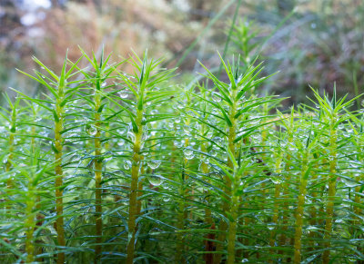 1031-polytri-forest.jpg