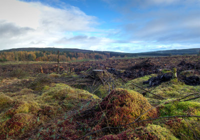 1104-clear-fell.jpg