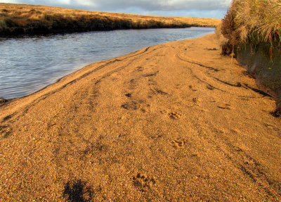 ois-otter-prints.jpg